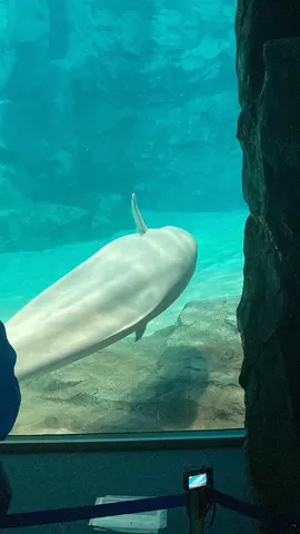 水中の白い巨人、優雅なひととき