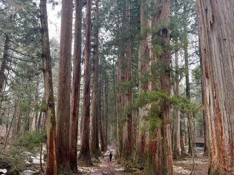 巨木に抱かれる静寂の小道