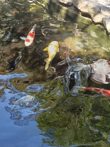 金と赤のコイが泳ぐ水辺