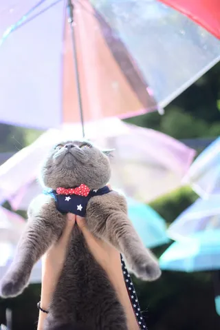 雨粒と猫のファンタジー