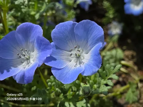 青の花が語る昼下がり