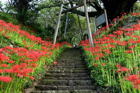 赤い花と石段の風景
