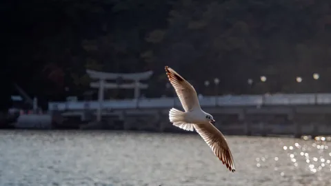 海を翔ぶ白い翼の瞬間
