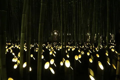 竹林の灯と影の風景