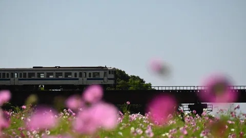 柔らかな花と鉄路のコントラスト