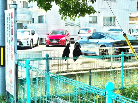 カラスとアートな車、平和な午後