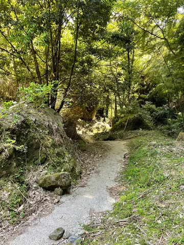 森の小道にこぼれる光
