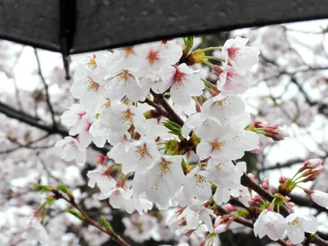 雨粒きらめく白桜