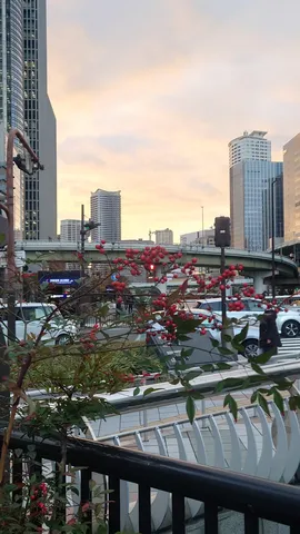 夕暮れの都会に彩る赤い実