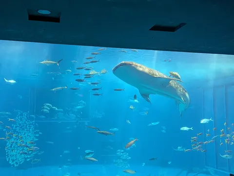 優雅に泳ぐジンベイザメ