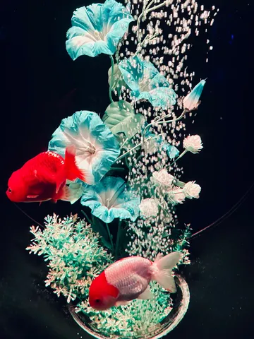 水中の青い花と金魚の優雅な時間