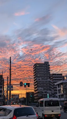 鳥も魅了する夕焼けショー