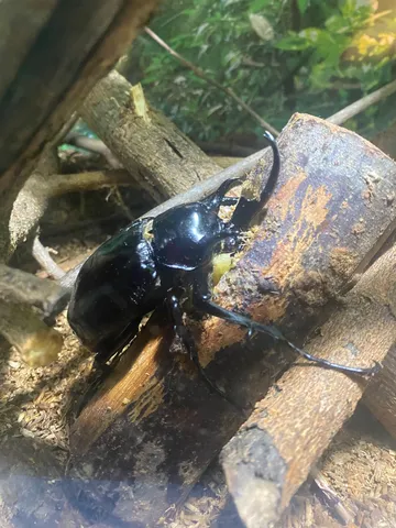 黒甲虫の森の宝石