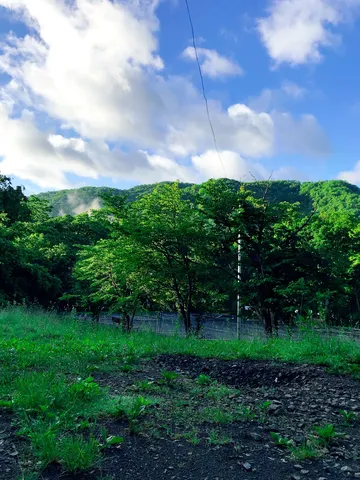 新緑と青空のコントラスト