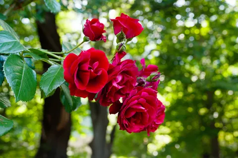 深紅のバラ、生命の輝き