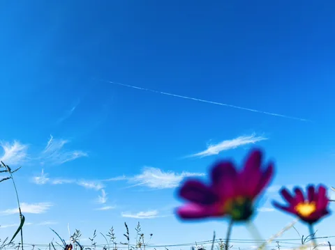 鮮やかな青空と飛行機雲と花