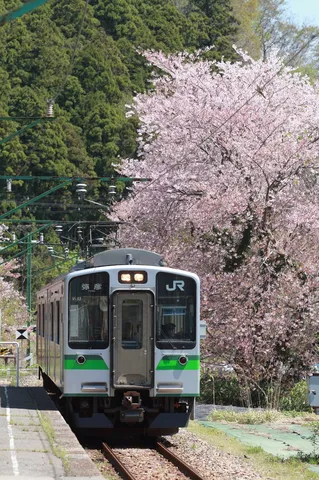 桜と電車の静かな旅路