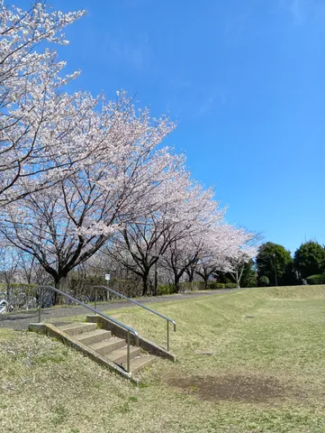 春空と満開の桜、石段のコントラスト