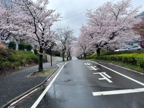 桜並木と静かな通り