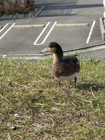 駐車場の隅っこにアヒル？