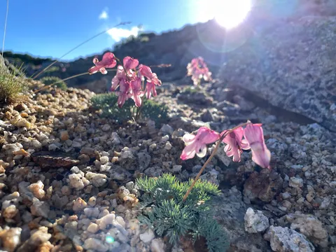 岩陰に咲く、可憐なピンクの花