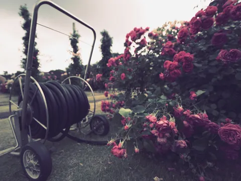 庭のホースリールと薔薇