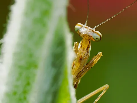 瞳に宇宙が映る虫影