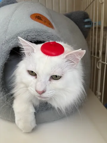 注目の的！紅一点のキュートな猫ちゃん