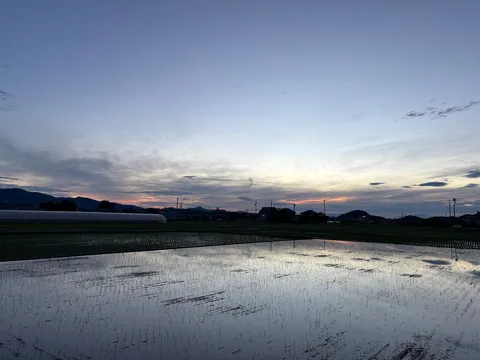 水田に映る夕焼け空