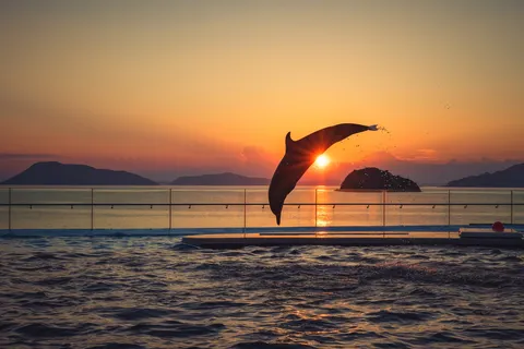 夕陽を背に舞うイルカ
