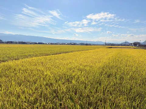 黄金の田んぼと広い空