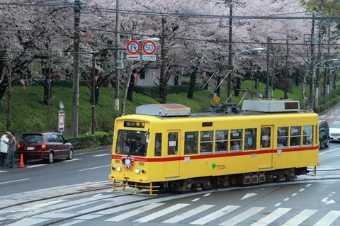 春爛漫！黄色い路面電車と桜の競演