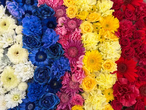 虹色の花畑、鮮やかなコントラスト