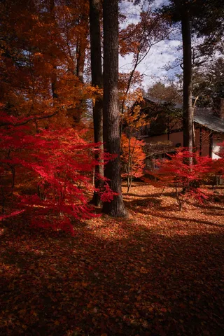 燃えるような紅葉と静かな佇まい