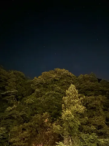 星降る森の夜