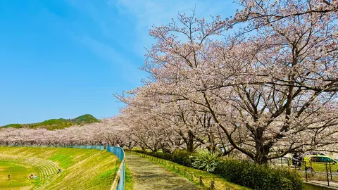 青空と桜のトンネル