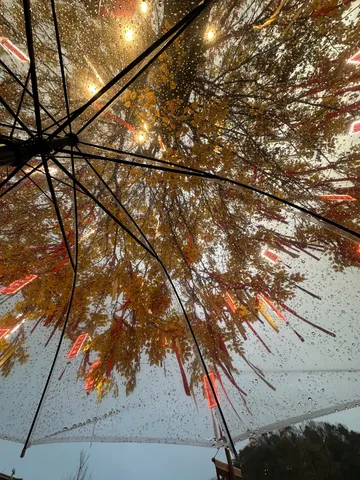 雨粒越しの幻想的な木漏れ日