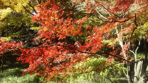 紅葉と木洩れ日の静かな瞬間