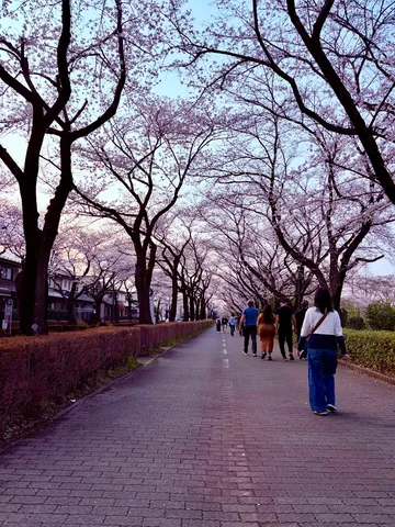 桜並木の散歩道、淡い夕暮れ