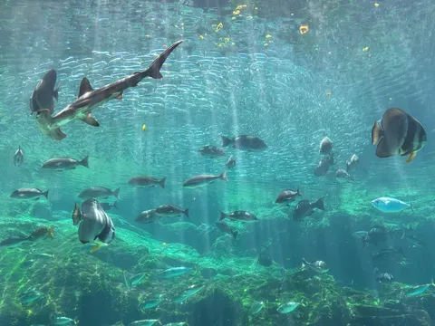 サメと群れ、悠久の水中散歩
