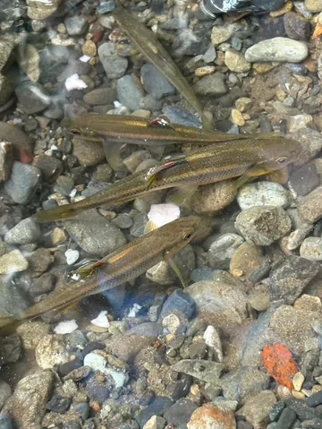 小魚たちの水中散歩