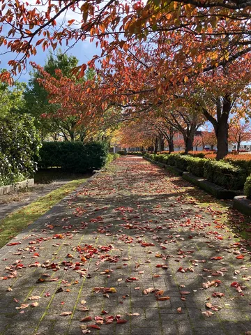 秋色の絨毯、風情ある散歩道