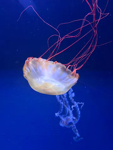 水中を漂う、幻想的なクラゲ
