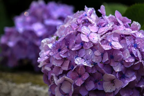 雨粒きらめく紫陽花の宝石箱
