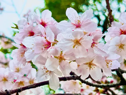 瑞々しい桜の輝き