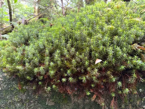 苔の針が伸びる緑の風景