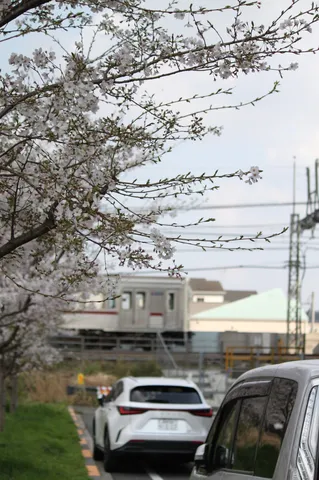 春の線路に舞う花びら