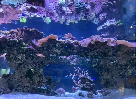 青い世界に泳ぐ宝石たち