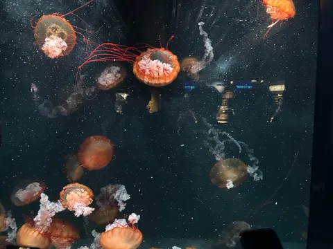 宇宙を漂うクラゲたちの神秘