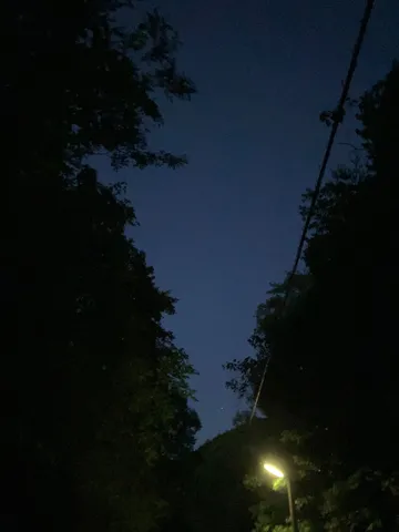 夜空と木々の静かな瞬間